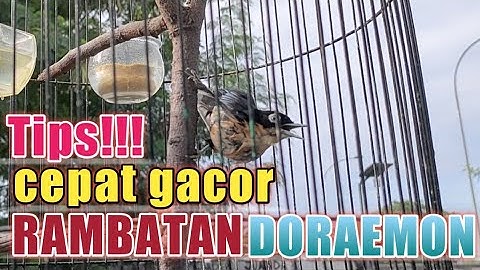 cara perawatan burung rambatan Doraemon/loreng agar cepet gacor