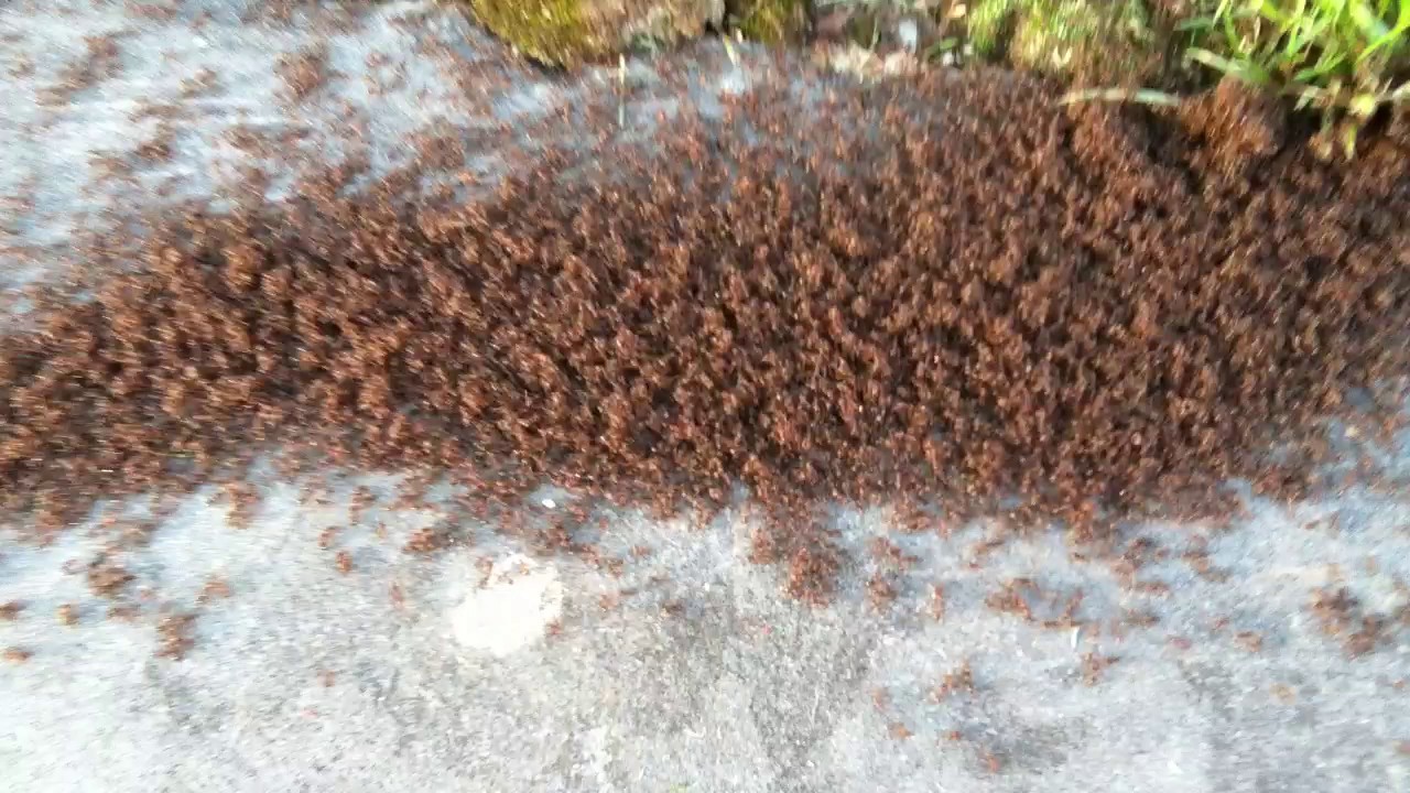 Cluster Of Ants YouTube