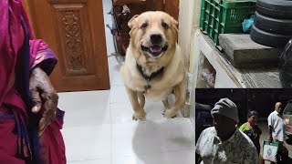 Adorable Labrador Dog Cries and Fly's High When Reunited with Family! by Little John The Labrador 4,343 views 4 months ago 1 minute, 59 seconds