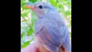 SUARA PIKAT BURUNG CIGUN VS PRENJAK LUMUT RIBUT SUDAH TERBUKTI SANGAT AMPUH👌