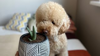 Пересаживаем с Капучем цветы | Карликовый пудель #poodle #dog #toypoodle