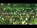 Лекарственные растения мая "Фиалка трехцветная"