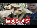 【アラフィフ男の休日】  【巨大シメジ‼️】