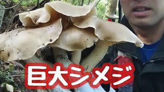 【アラフィフ男の休日】  【巨大シメジ‼️】