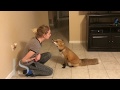 Pet Fox Does Tricks