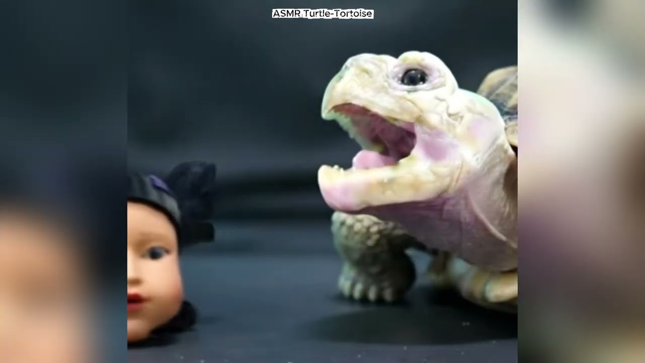 TORTOISE AND TURTLE EAT CAKE AND TOYS 🍰🐢 