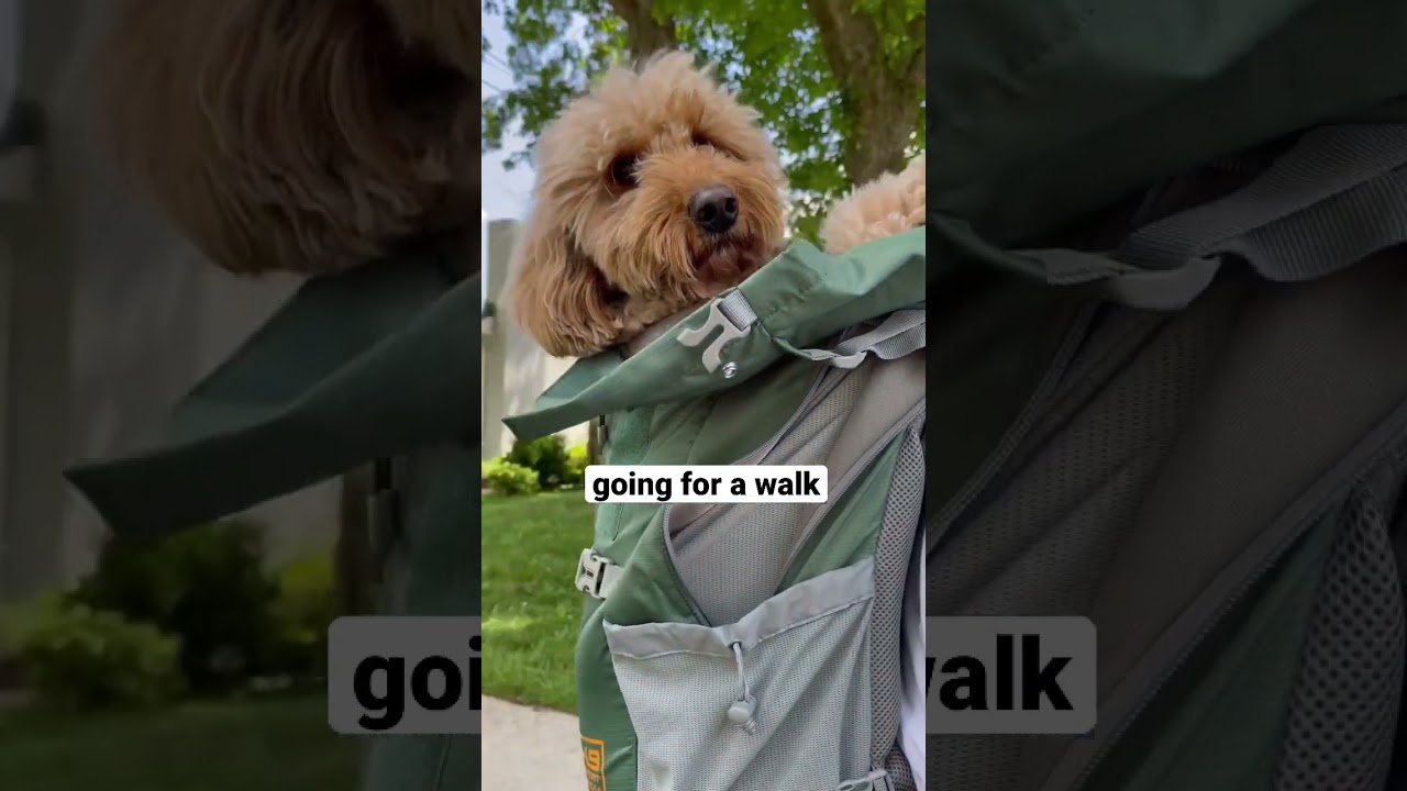 Dogs in back packs would shock the ancestors 