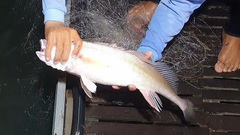 #Tập10 / Ngư Dân Sông Tiền Mưu Sinh Bằng Nghề Đánh Bắt Cá Sủ ( Rare fish )