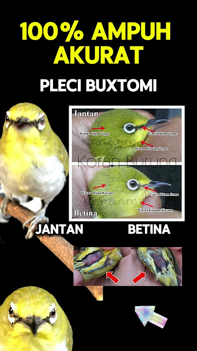 Ciri ciri pleci buxtoni jantan dan betina 100% akurat #pleci #plecibuxtomi
