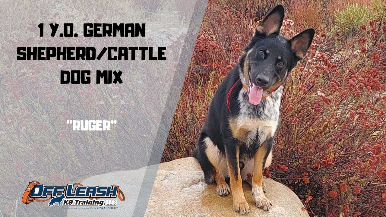 german shepherd cross cattle dog