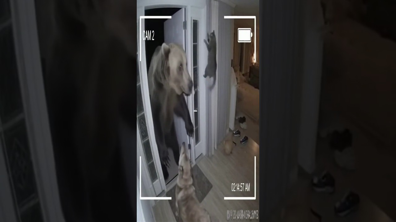 Unbelievable! Bear Breaks Into Bedroom but Cat and Dog Fight Back!
