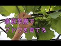 【家庭菜園でブドウ栽培 一年目樹 Ver.5】今年のおさらい&翌年の豊作を目指すには? シャインマスカット・ナガノパープル等の根圏制御栽培。人生100年時代を葡萄農家として頑張る!(#24)