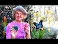 How to make Borax Crystals Butterflies and Cross etc Ga. USA