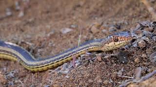 Awesome Striped Whipsnake