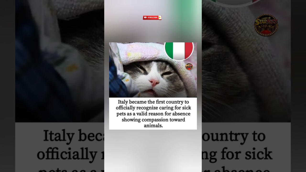 Watch 🐾🇮🇹 Italy officially allows absence to care for sick pets😱😹 #shortsfeed #catmemes #viral on YouTube Watch 🐾🇮🇹 Italy officially allows absence to care for sick pets😱😹 #shortsfeed #catmemes #viral on YouTube