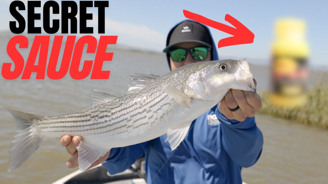 California Delta Striped Bass Frenzy [THIS CATCHES FISH!]