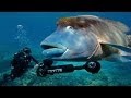 Can you find me? (Streetview on the Great Barrier Reef) - Smarter Every Day 114