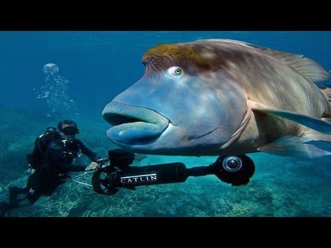 Video: Wie Es Ist, Das Great Barrier Reef Zu Befahren [Fotos] - Matador Network