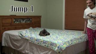 Jumping Cat Guessing Game! screenshot 5