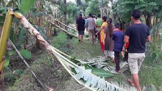 Bananas damaged by unidentified people just before the harvest time in Chitwan