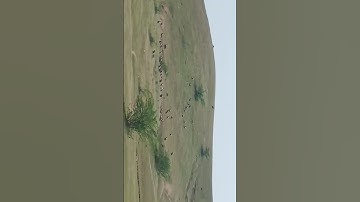 vultures! Critically endangered species in the Red Data Book- IUCN vultures spotted in East UP Giddh