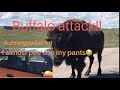 BUFFALO ATTACK | I ALMOST PEE'D MY PANTS | SOUTH DAKOTA