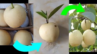 creative skills grow pears into pear trees | grow roots