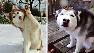 This Dog Breed Deserves An Oscar - You Wont Believe Why