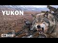 WILD YUKON | Migration and the Endless Fight for Survival | Nature Animal Documentary