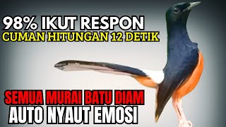 PANCINGAN murai Batu FIGHTER BONGKAR ISIAN MEWAH !! Jadikan semua murai malas bunyi AUTO NYAMBER