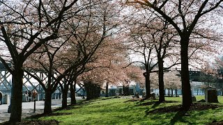 (Ikegami UHL-43) Cherry blossom trees / Sakura at Tom McCall Waterfront Park // 1st try at film emu