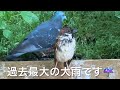 【大ピンチ】猛烈な大雨！次々にリタイアする手乗りスズメ続出