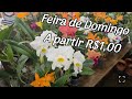 Feira de Domingo com promoções!