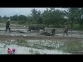 Rice Farming in the Philippines: Bao Bao Machine, Carabaos &amp; Workers Preparing the Field 🌾