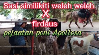 kuda kawin ! kuda poni apolosa vs Susi similikiti weleh weleh