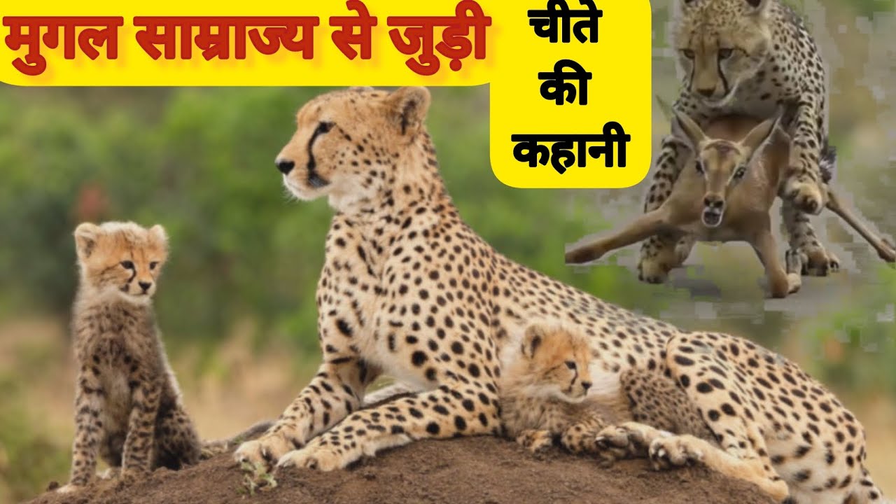 Facts of cheetah|History of cheetah|namibia cheetah in india|project cheetah|Cheetahs|kuno national|
