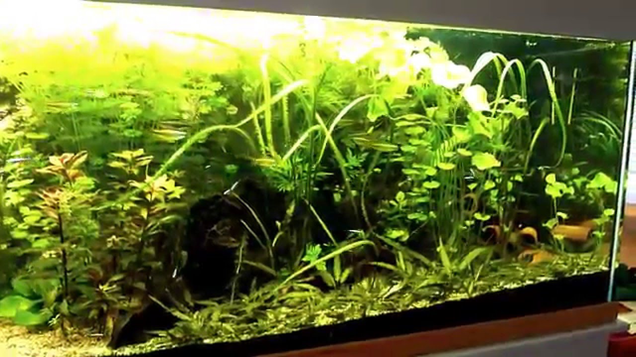 Aquarium 2 meters 720 liters