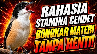 Download lagu 6 EFFECTIVE WAYS TO BOOST CENDET STAMINA FOR MAXIMUM PERFORMANCE!