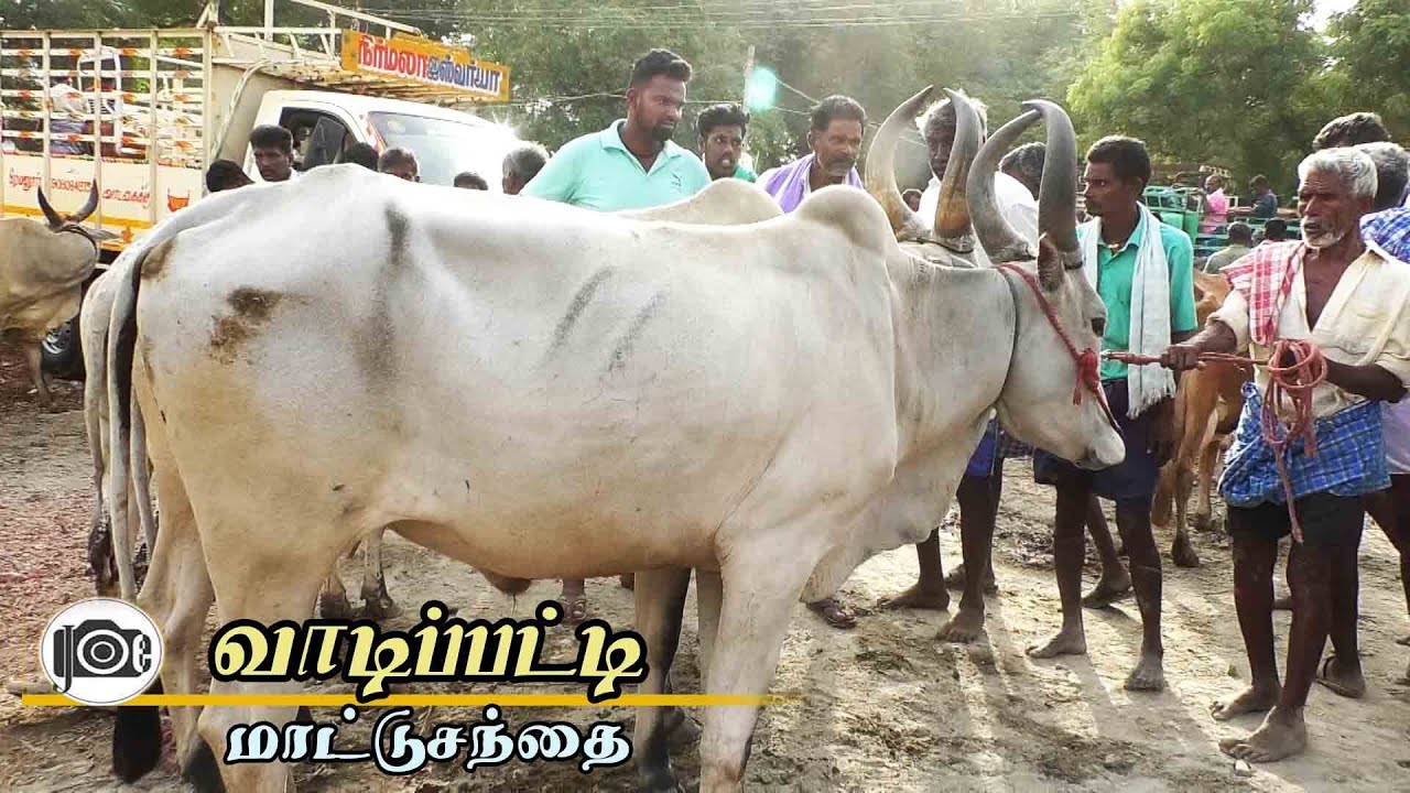 Vadipatti mattu santhai | வாடிப்பட்டி மாட்டு சந்தை