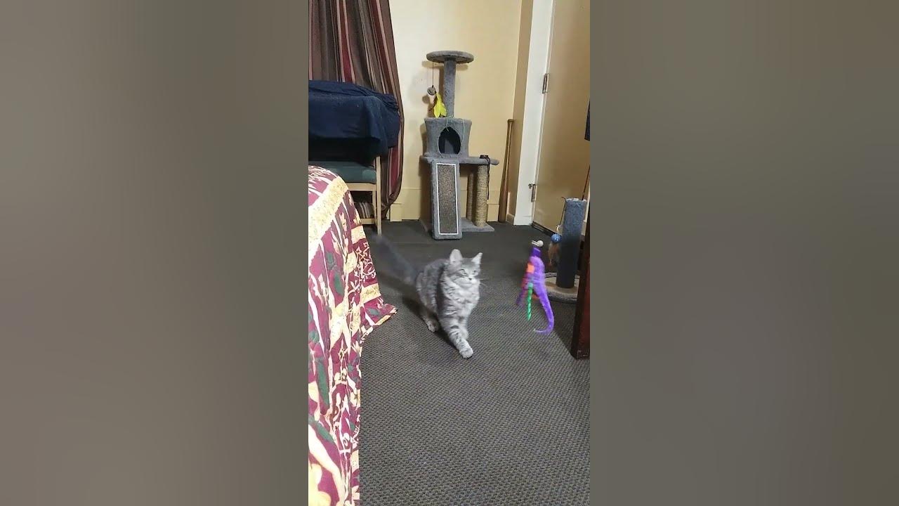 OFF BALANCE! Rocky slides off but makes a quick recovery and claims his