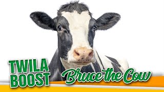 TWILA Boost— Bruce the Cow