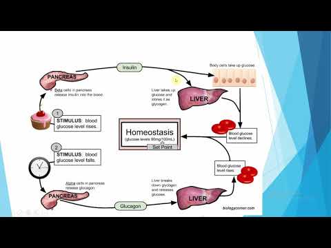 Video: Negativna Regulacija Osteoklastogeneze I Resorpcija Kosti Pomoću Citokina I Represivnih Represija