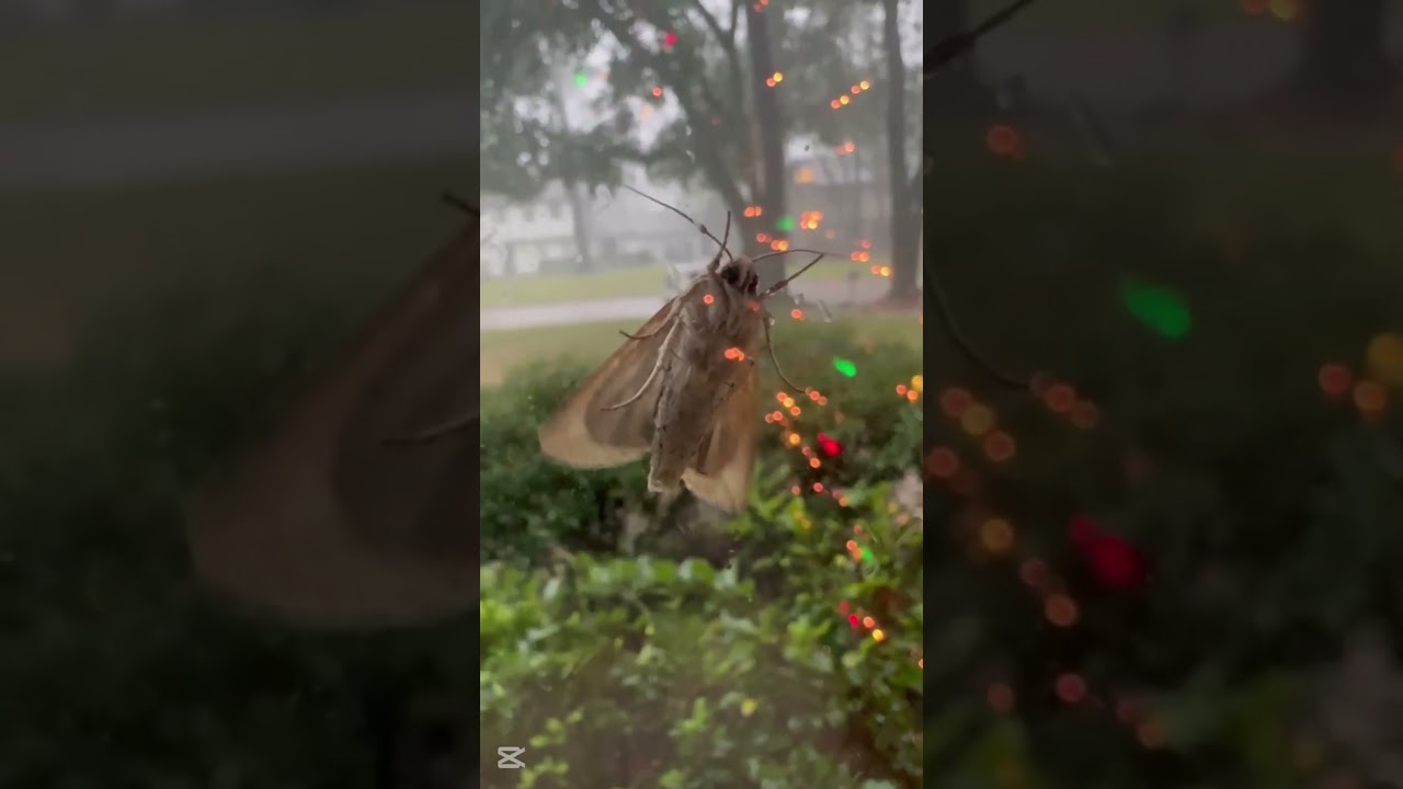 Watch Lighting caught on camera while filming a moth on YouTube Watch Lighting caught on camera while filming a moth on YouTube