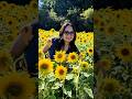 PYO Sunflower Forge Mill Farm!