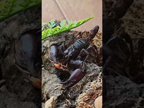 Video: Cosa mangia lo scorpione?