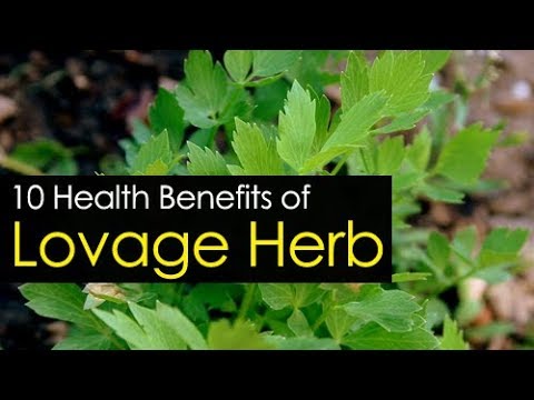 ভিডিও: Lovage নিরাময় বৈশিষ্ট্য