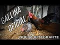 La Gallina Fina Oficial del LLanero  NUEVA INTEGRANTE