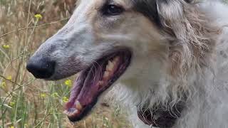 Giant fluffy dog!! Arlo the Borzoi dog - Spring Snippets!! Hello Arlo friends... by Angie and Arlo the Borzoi ADVENTURES 365 views 6 months ago 9 minutes, 29 seconds