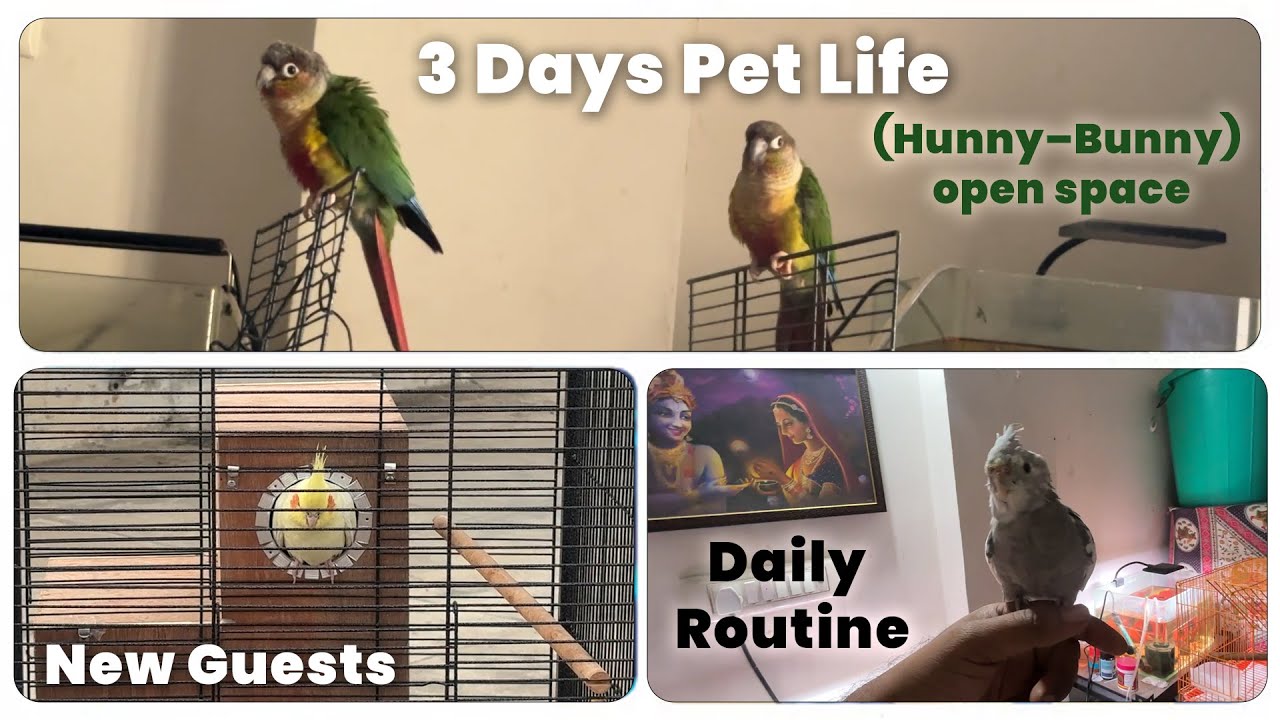 Sunday to Tuesday Pet Vlog 🦜🐦 | New Birds & With Mishu 
