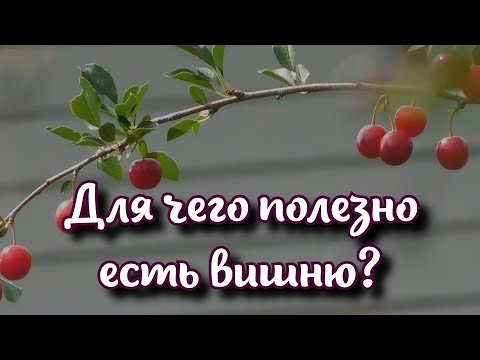 Для чего полезно есть вишню как простая ягода улучшает сон 